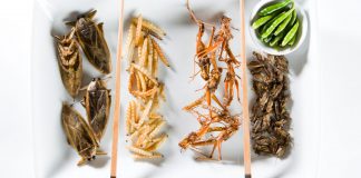 A Lucrative Bug-Based Proteins Market? Harder Than You Think