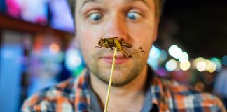 While Consumers Wretch, Entrepreneurs Go Full Steam on Bug Protein