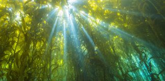 Food Wrapped in Food: Edible Seaweed Packaging is Here