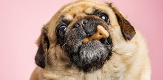 Maggots for Fido? “Ento” Pet Foods, Made From Bug Protein, Creating a Buzz Dog being teased with a biscuit