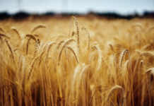 Farm Fare Reimagines Food Supply Chain to Help Small Farmers Compete with Big Ag Karma_News Summary_EU GMO Crops