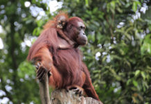 Palm Oil Faces Uphill Battle on Sustainability as Orangutans Fall Victim to Industry